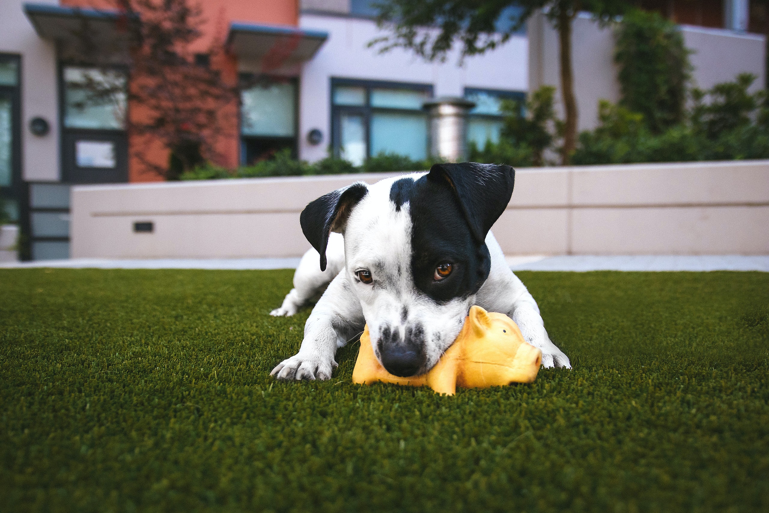 Dog chewing ball on artificial grass garden lawn