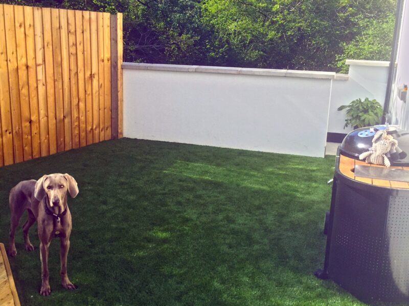 Dog standing on artificial grass garden lawn