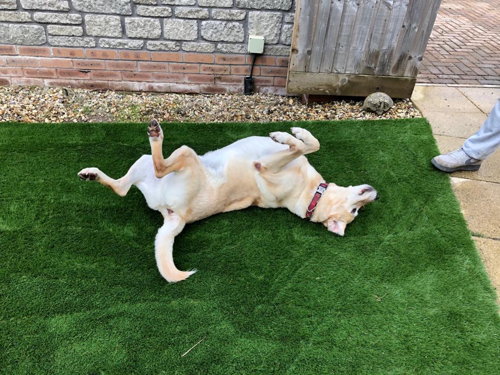 Dog rolling on pet-friendly artificial grass lawn