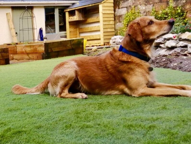 Dog sitting on artificial grass garden lawn
