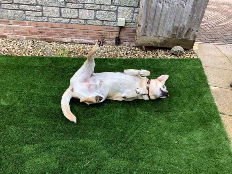 Dog lying on back on artificial grass lawn
