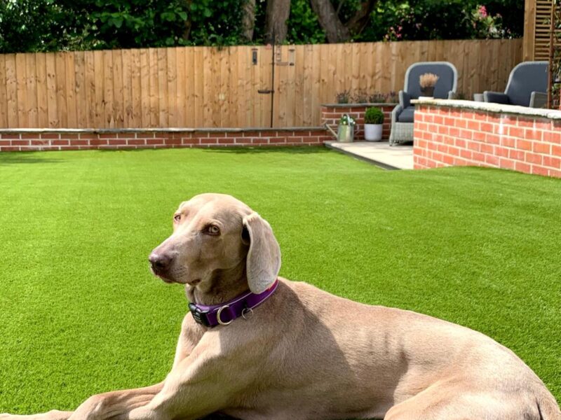 German Vizsla dog on artificial grass garden lawn