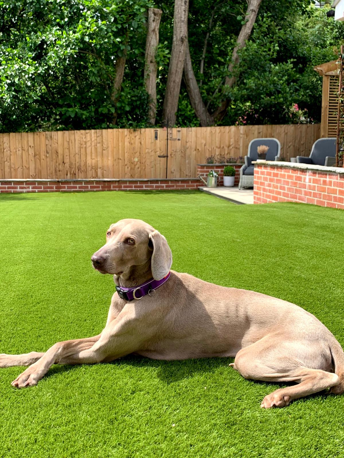 German Vizsla dog on artificial grass garden lawn