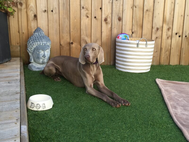 Dog on artificial grass next to dog bowl and garden ornament