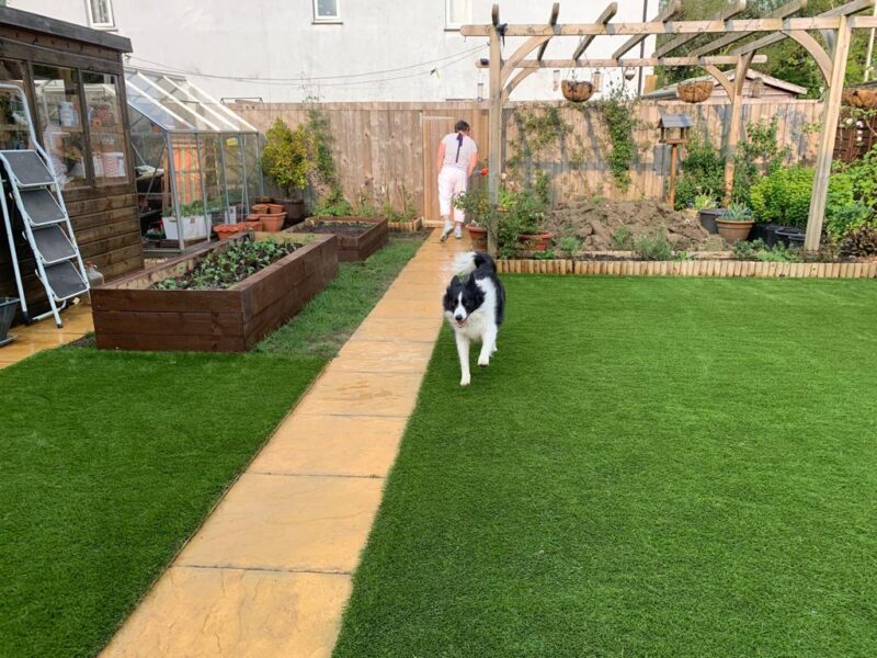 Dog running on artificial grass with owner in background