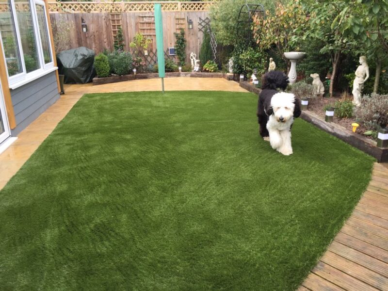 Large fluffy dog on artificial grass garden lawn