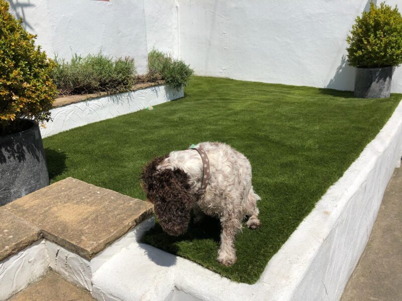 Small furry dog on artificial grass garden lawn