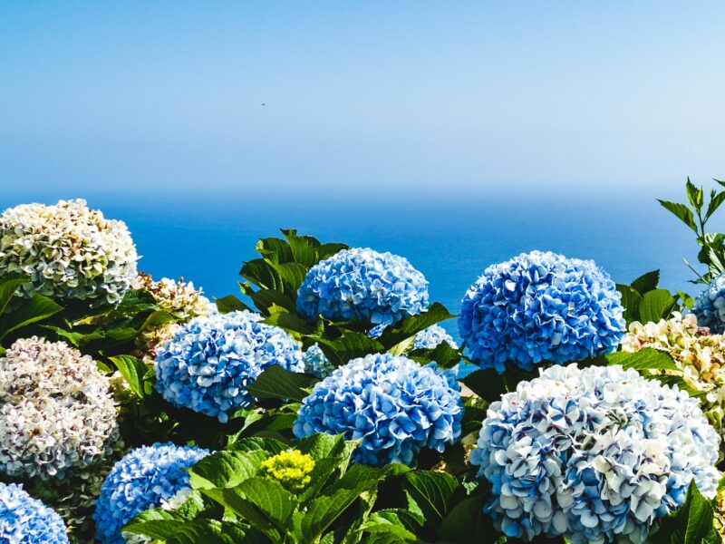 hydrangea plants with sea in the background
